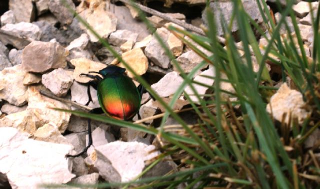 Carabidae: Calosoma sicophanta